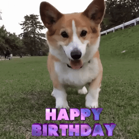 Happy birthday dog GIFs - Find & Share on GIPHY