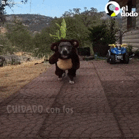 Dog Halloween GIF by El Dodo