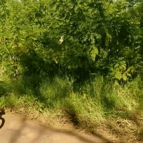 Vida Adaptada GIF