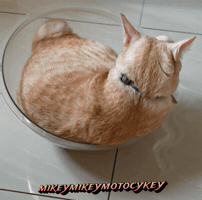 Funny Cat GIF