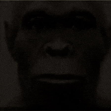 Monkey Wtf GIF