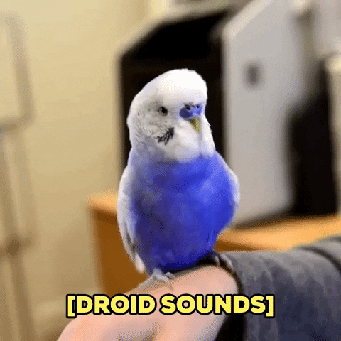 Star Wars Funny Animals GIF by Storyful