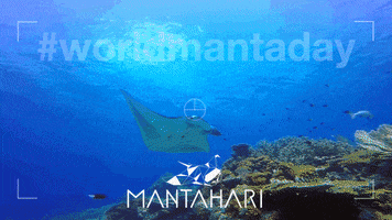 Manta Ray Komodo GIF by Mantahari Ocean Care