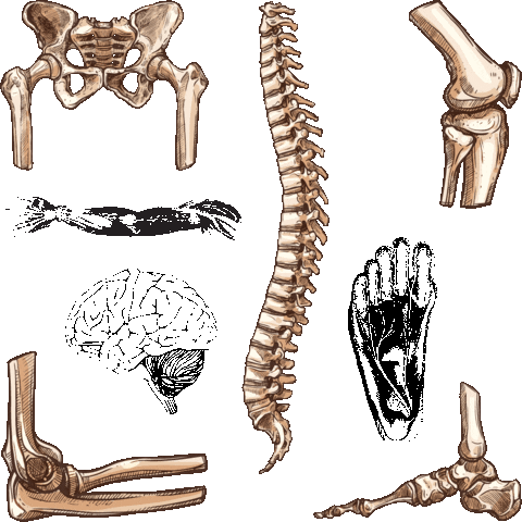 Physiocore.oficial Sticker