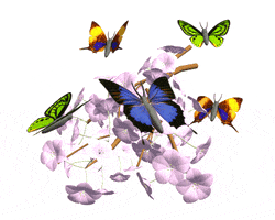 3d butterfly GIF