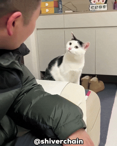 Cat Fail GIF