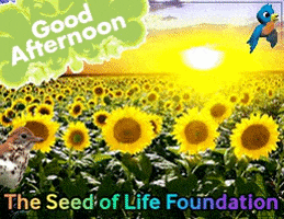Good Afternoon Love GIF by The Seed of Life Foundation