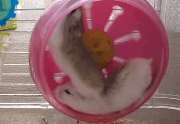 giphy hamster wheel