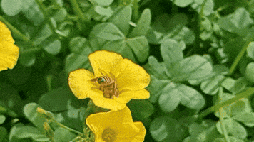Nature GIF