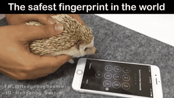 g7828202  GIF
