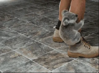 koala hanging GIF
