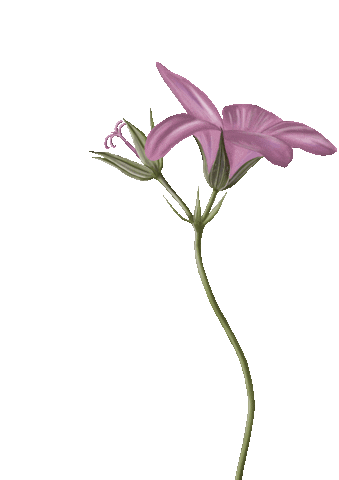 Pink Flower Sticker