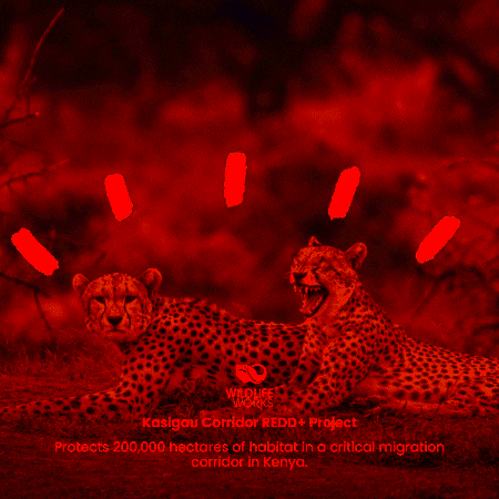Wildlife Works GIF