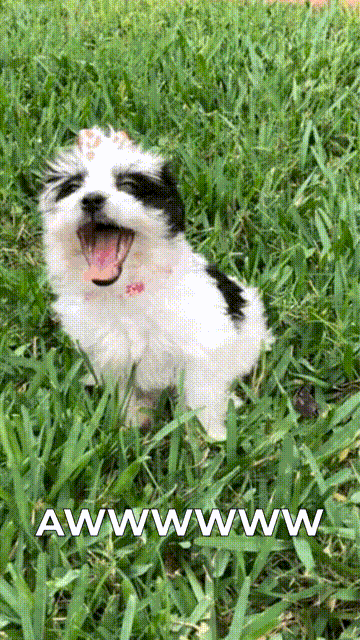 kimgarst cute puppy awwww sharetheluv GIF