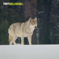 Lonely Wolf GIF by TRT