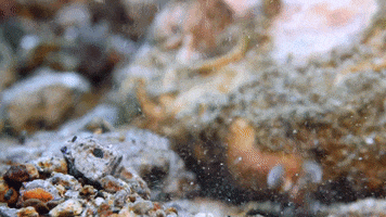 WeAreWater ocean trash for you mantis shrimp GIF