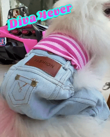 White Pomeranian Mood GIF