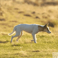 Australia One Planet GIF by BBC America
