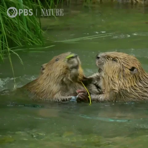 Pbs Nature Otter GIF by Nature on PBS