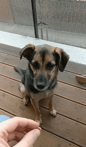 Doggo GIF