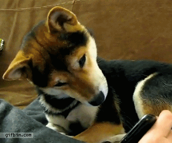 GIF anjing bingung