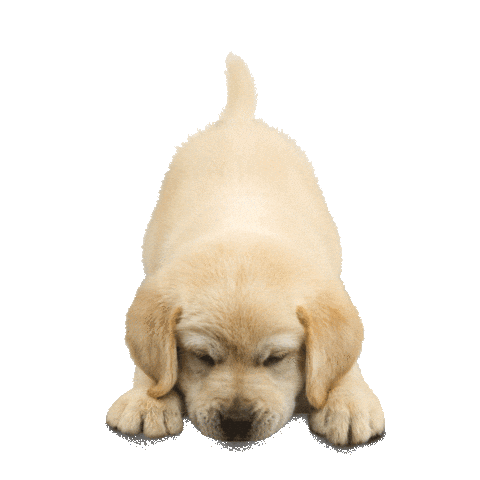 Puppy Labrador Sticker by Pétalo MX