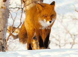 fox GIF