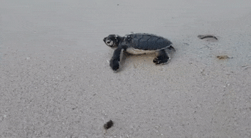 Scuba Junkie GIF