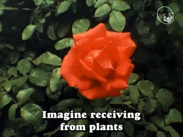 The Secret Life Of Plants GIF by Eternal Family