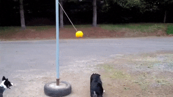 Tetherball GIF