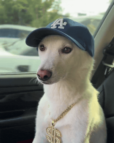 Dawg GIF