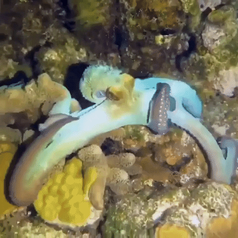 Under Water Sea GIF by OctoNation® The Largest Octopus Fan Club!