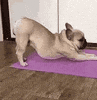 100.gif?cid=20e14a2asvod81x17x73mag2hxev2xh8wh4aqb2xx1eywy64&rid=100.gif