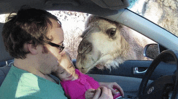 loading windows 10 gif camel gif