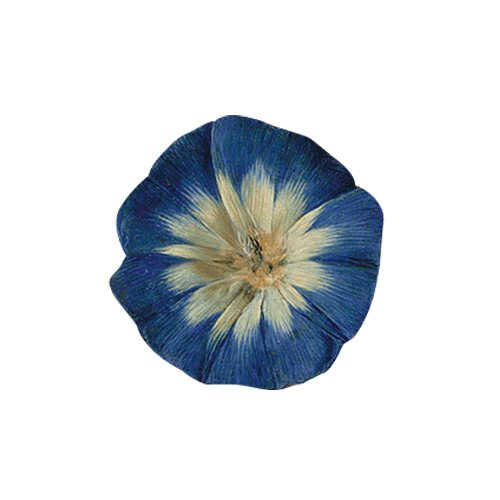 17Th Century Sticker by Kimbell Art Museum