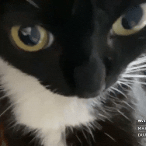 Cat Looking GIF