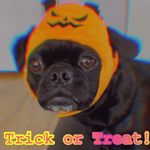 Trick Or Treat Dog GIF