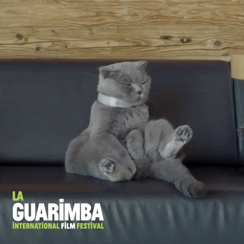 Angry Grumpy Cat GIF by La Guarimba Film Festival