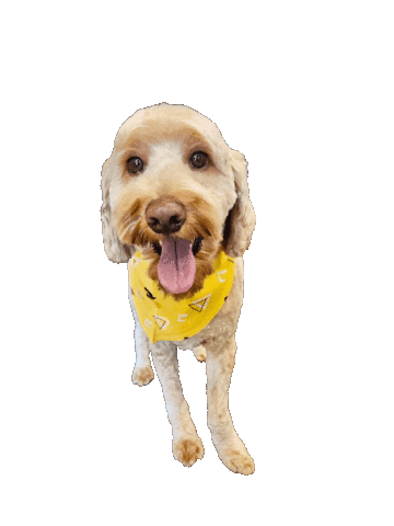 Golden Doodle Kebab Sticker by Bastian the Talking Terrier