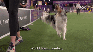 Westminster Dog Show Bee GIF by Westminster Kennel Club