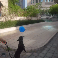 Joie de Lead: French Bulldog Delights in Balloon-Bouncing While Out Walking