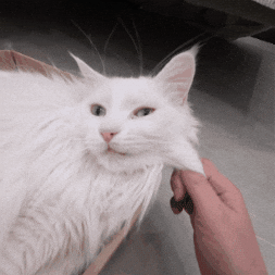 Catsquish GIF
