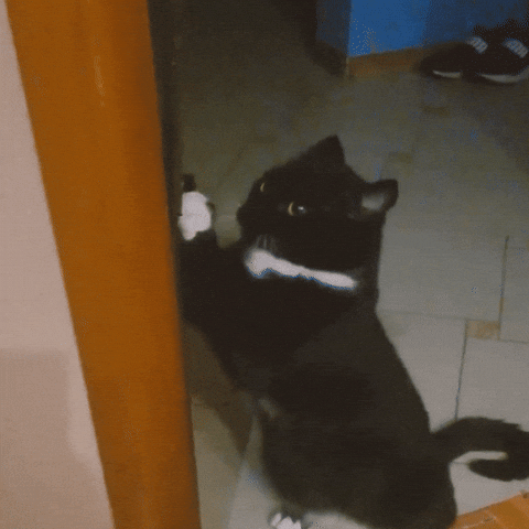 Cat GIF