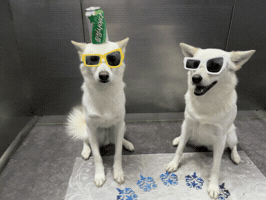 Dawg GIF