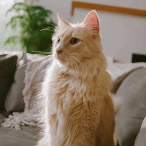 Video gif. Fluffy orange cat shakes his head and the words "nope nope nope nope" appear over the image.