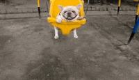 happy baby animal GIF