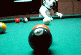Dog Pool GIF - Find & Share on GIPHY