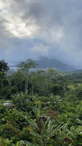 arnellelozada environment tropical landscape wildlife GIF