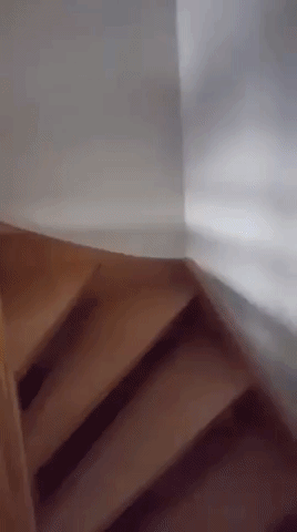 donatien cat cute adorable yoshi GIF