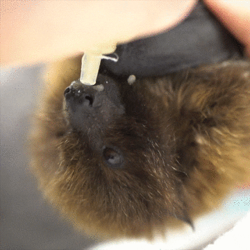 Hungry Fruit Bat GIF by Oregon Zoo